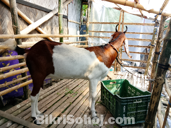 ব্রিটল মায়া ছাগল